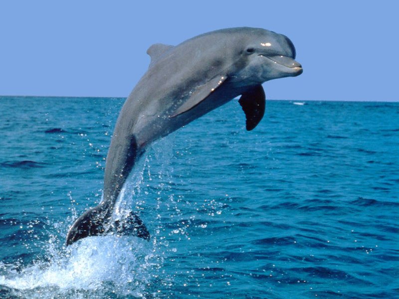 dolfijn.jpg