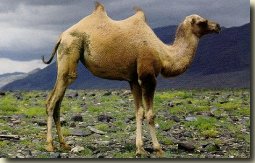 kameel.jpg